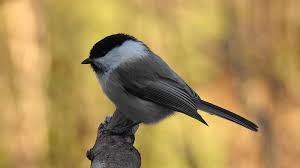 Attēlu rezultāti vaicājumam “Poecile montanus”