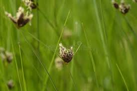 Attēlu rezultāti vaicājumam “Bolboschoenus maritimus flower”