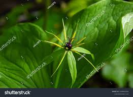 Attēlu rezultāti vaicājumam “Paris quadrifolia fruit”