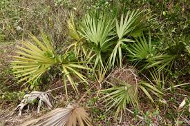 Attēlu rezultāti vaicājumam “Pleuridium subulatum”