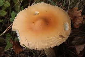 Attēlu rezultāti vaicājumam “Amanita crocea”