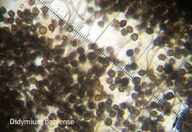 Attēlu rezultāti vaicājumam “Didymium tussilaginis macro”