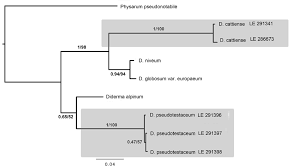 Attēlu rezultāti vaicājumam “Diderma testaceum sessile”