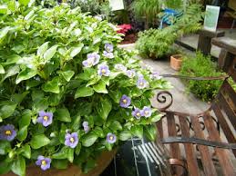 Image result for Exacum affine