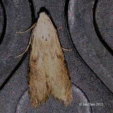 Attēlu rezultāti vaicājumam “Aphomia sociella female”