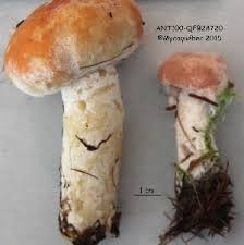 Attēlu rezultāti vaicājumam “Hypomyces armeniacus”