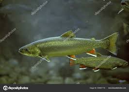 Image result for Salvelinus alpinus