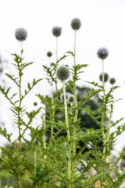 Image result for Echinops spaerocephalus