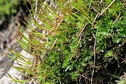 Attēlu rezultāti vaicājumam “Tortula lingulata”