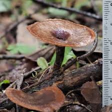 Attēlu rezultāti vaicājumam “Polyporus melanopus”