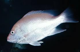 Image result for Lutjanus campechanus