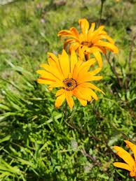 Image result for Dimorphotheca sinuata