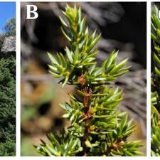 Attēlu rezultāti vaicājumam “Juniperus communis male flower”