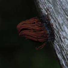 Attēlu rezultāti vaicājumam “Stemonitis virginiensis”