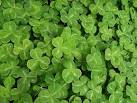 Ireland's Aprhodisiac, the SHAMROCK « Authentic Ireland