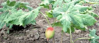 Attēlu rezultāti vaicājumam “Podophyllum hexandrum”