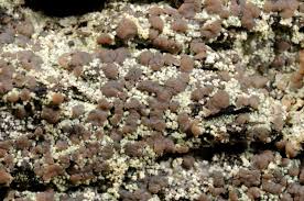 Attēlu rezultāti vaicājumam “Trapeliopsis granulosa”