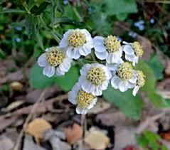 Attēlu rezultāti vaicājumam “Oenothera rubricauli”