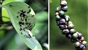 Attēlu rezultāti vaicājumam “Cribraria ferruginea macro”