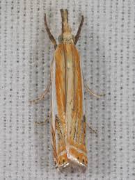 Attēlu rezultāti vaicājumam “Crambus”