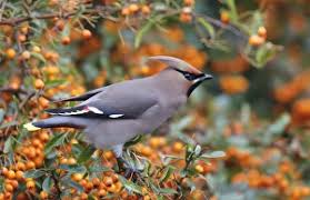 Attēlu rezultāti vaicājumam “Bombycilla garrulus adult”