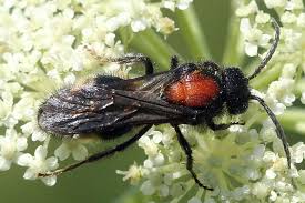 Attēlu rezultāti vaicājumam “Mutilla europaea”