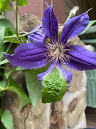 Attēlu rezultāti vaicājumam “Clematis leaf”