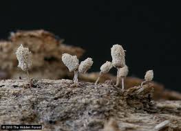 Attēlu rezultāti vaicājumam “Arcyria affinis spores”