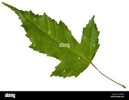 Attēlu rezultāti vaicājumam “Acer tataricum subsp. ginnala leaf”