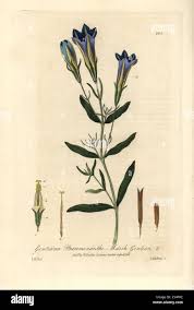 Attēlu rezultāti vaicājumam “Gentiana pneumonanthe”