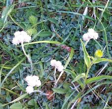 Attēlu rezultāti vaicājumam “Antennaria dioica leaf”