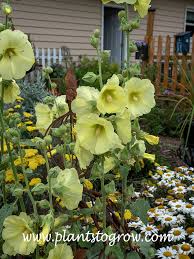 Image result for Alcea rugosa
