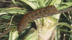 Attēlu rezultāti vaicājumam “Diarsia brunnea”