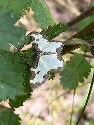 Attēlu rezultāti vaicājumam “Lomaspilis marginata”