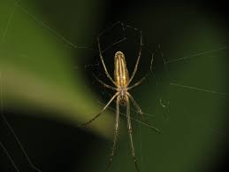 Attēlu rezultāti vaicājumam “Tetragnatha montana”