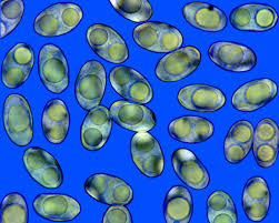 Attēlu rezultāti vaicājumam “Otidea leporina”