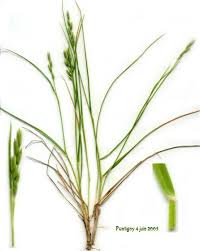 Attēlu rezultāti vaicājumam “Danthonia decumbens”