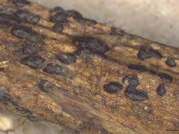 Attēlu rezultāti vaicājumam “Trichia botrytis var. cerifera spores”