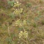 Attēlu rezultāti vaicājumam “Silene borysthenica flower”