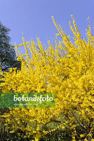 Attēlu rezultāti vaicājumam “Forsythia suspensa”