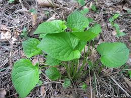 Attēlu rezultāti vaicājumam “Viola mirabilis leaf”