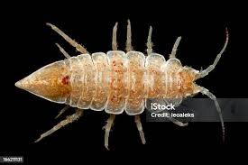 Attēlu rezultāti vaicājumam “Saduria entomon”