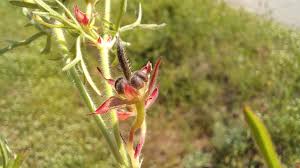 Attēlu rezultāti vaicājumam “Geranium dissectum fruit”