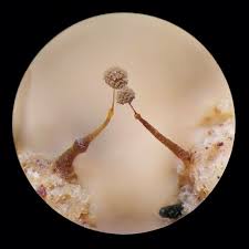 Attēlu rezultāti vaicājumam “Clastoderma debaryanum”