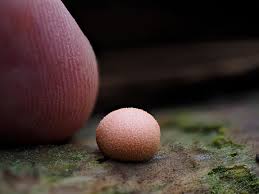 Attēlu rezultāti vaicājumam “Lycogala sp.”