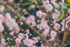 Attēlu rezultāti vaicājumam “Prunus (plum-tree) flower”