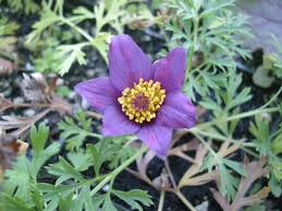 Image result for Pulsatilla