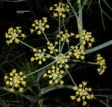 Attēlu rezultāti vaicājumam “Anethum graveolens flower”