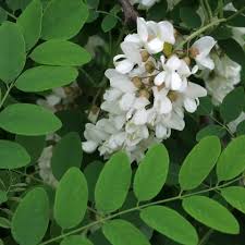 Attēlu rezultāti vaicājumam “Libanotis montana flower”