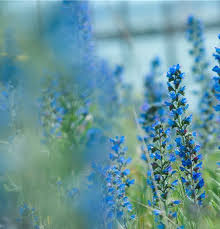 Attēlu rezultāti vaicājumam “Echium vulgare flower”